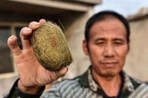 Свиня подарувала справжній скарб!