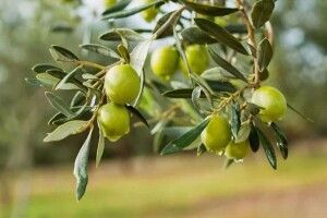 Плоди «вічного» дерева: кому особливо корисні оливки