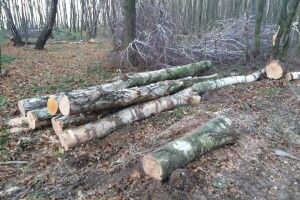 Мешканці Поромівської ОТГ Іваничівського району обурені вирубкою лісу