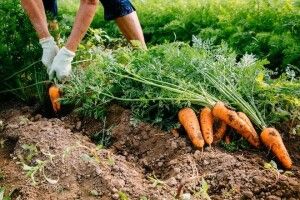 На Волині 62% овочів вирощують фермерські господарства
