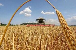 Підсумки жнив на Волині: урожайність вища, ніж торік