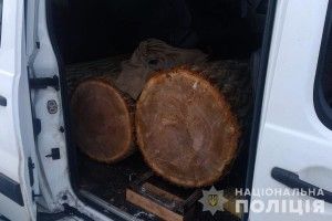 Злапали цуманчанина, який віз чотири дубових колоди (фото)