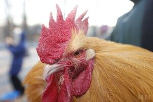 У Франції судять півня: занадто рано починає кукурікати