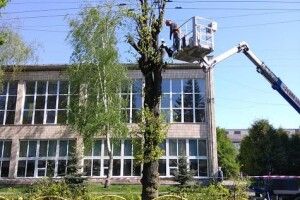 На центральному проспекті у Луцьку ріжуть липи (Фото)