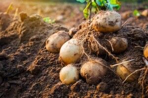 У горохівчанки хтось вкрав картоплю з городу. Зловмисника шукає поліція