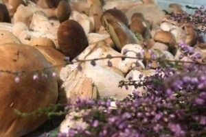 Чиновниця і журналістка з Рівненщини похвалилися величезними грибами (Фото)