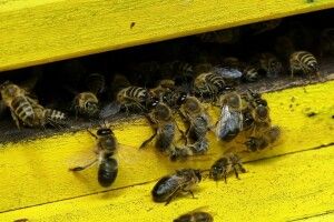 У районі на Волині власникам бджіл радять закрити вулики