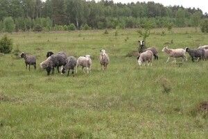 Як на волинському хуторі Заверхлісся живе та господарює сім людей (Відео)