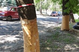 У Луцьку невідомі пошкодили дерева 