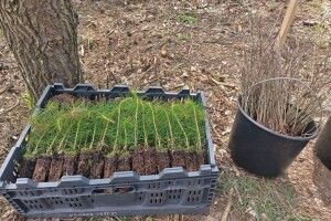 На Волині висадили понад гектар лісу на честь загиблого воїна-лісівника 