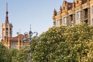 На столичному Хрещатику повикопують каштани – хочуть посадити вишні... 