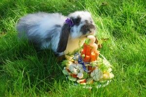 Рівненській кроличці Кроші на День народження подарували торт, більший за неї саму (Фото)