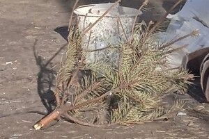 Не дочекався якихось півтора місяці: українець викинув... минулорічну ялинку (Фото)