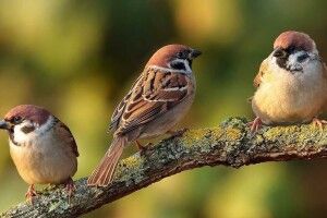 Завтра Волинь відзначатиме Всесвітній день горобців