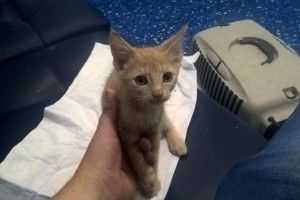 У київському метро жінка покусала кота