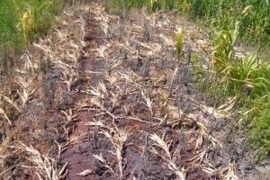 На Волині знищили курудзяне поле