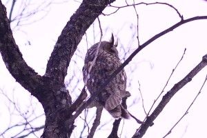 На Чортовому болоті у Цуманській пущі «застукали» вухату сову