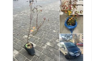 На Волині відома волонтерка пропонує кущі лохини в обмін на донат