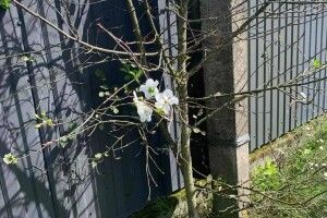 У селищі на Волині восени зацвіла вишня