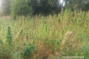 У мешканки Луцького району поліція виявила плантацію конопель