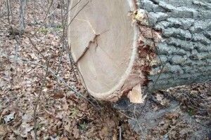 В урочищі на Волині незаконно зрубали шість дубів