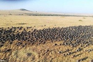 Куди вітер – туди й вони (Відео)