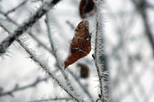 Коли температура в Україні вдень знизиться до нуля