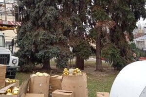 У центрі Луцька прикрашають головні ялинки