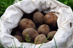На Волині злодій 5 ночей поспіль виносив картоплю з чужого городу