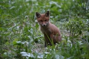 Фотомисливець вполював у Бескидах грізного звіра