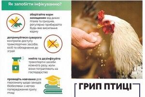 Уже захворіли лебеді: небезпечний вірус атакує птахів на Західній Україні