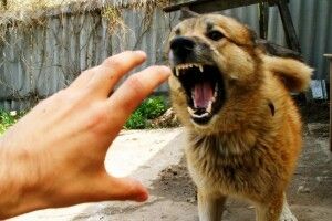 У волинському селі запровадили 2-місячний карантин через сказ пса