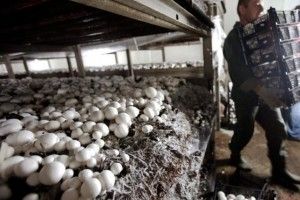 Із грибних відходів створили паливо, що може замінити бензин