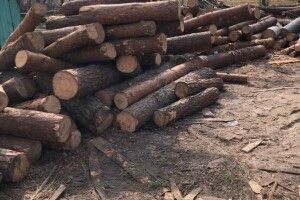 На одній із пилорам Ратнівщини виявили гори нелегальної деревини 