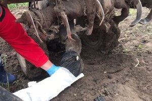 На Рівненщині рятували чоловіка, нога якого застрягла в мотоблоці комбайна (Фото)