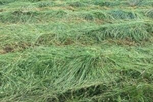 Працівники Луцького зоопарку вийшли на косовицю (Фото)