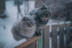 На Україну сунуть снігопади