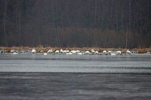 У нацпарку на Волині виявили пернатих, які через теплу зиму лишились зимувати (Фото)