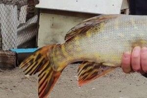 Рівнянин виловив річкового «монстра» (Фото)