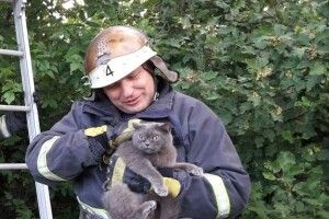 Бійцям ДСНС довелося рятувати кота-верхолаза з халепи за допомогою штурмової драбини