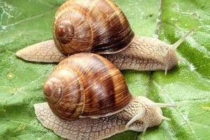 Щось наші равлики «загальмували»