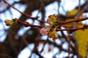 На Закарпатті розцвіла сакура