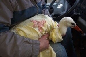 На Рівненщині врятували лелеку (Фото)