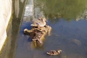 У луцьких крижнів на Сапалаївці підростають каченята (Фото)