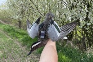 Таємницю чеської чирянки розгадали у болотах Волині