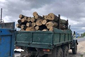 У Ковелі й на Ратнівщині вилучили крадену деревину (Фото)