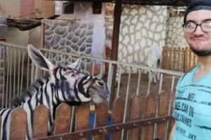 Немає зебри? Згодиться звичайний віслюк!