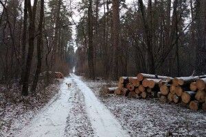 Лісова колізія на Камінь-Каширщині: громада проти вирубки, документи – «в законі»