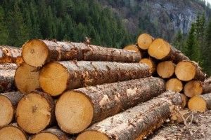 Вирубка українського лісу: реальні показники в 28 разів перевищують офіційні дані