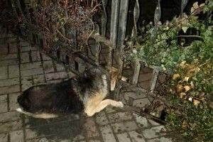 Рятувальники Волині визволили з металевої пастки собаку